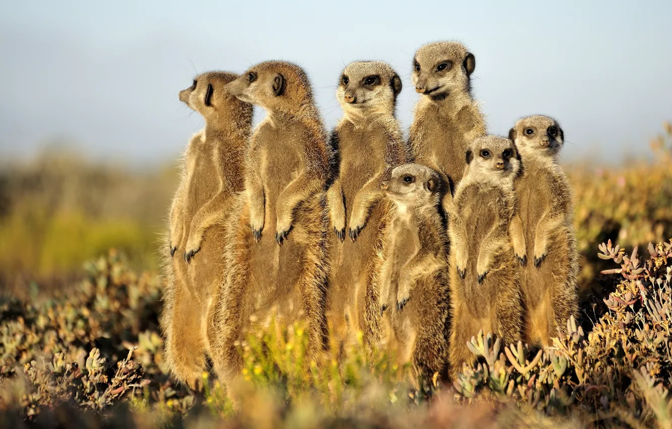 Photo wallpaper sweetheart, meerkats, stand, funny, Zverkov