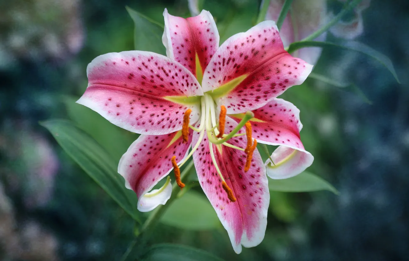 Photo wallpaper flowers, nature, Lily