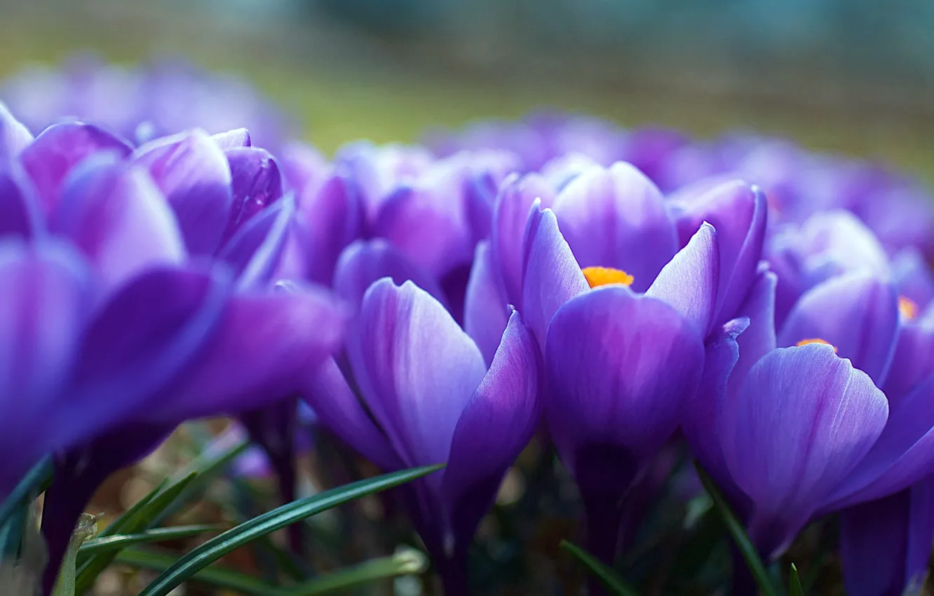 Photo wallpaper purple, flowers, spring, blur, crocuses