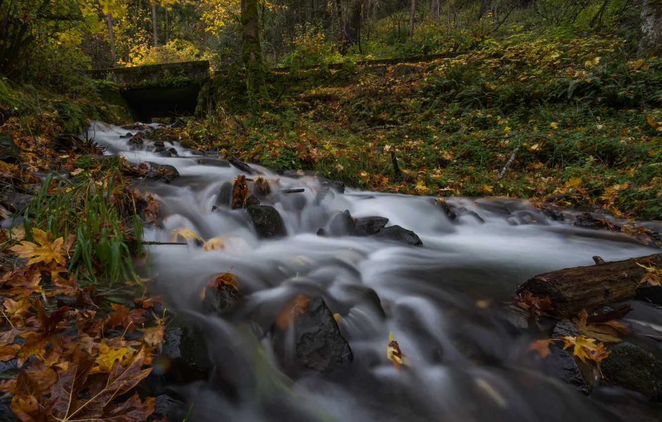 Photo wallpaper autumn, forest, stream, Oregon, Oregon, Columbia River Gorge, the Columbia river gorge, Wahkeena Creek
