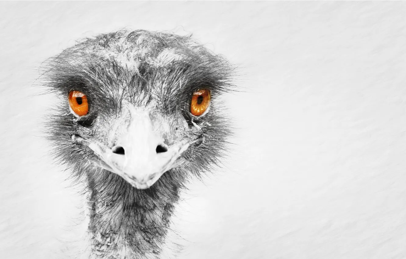 Photo wallpaper nature, bird, emu