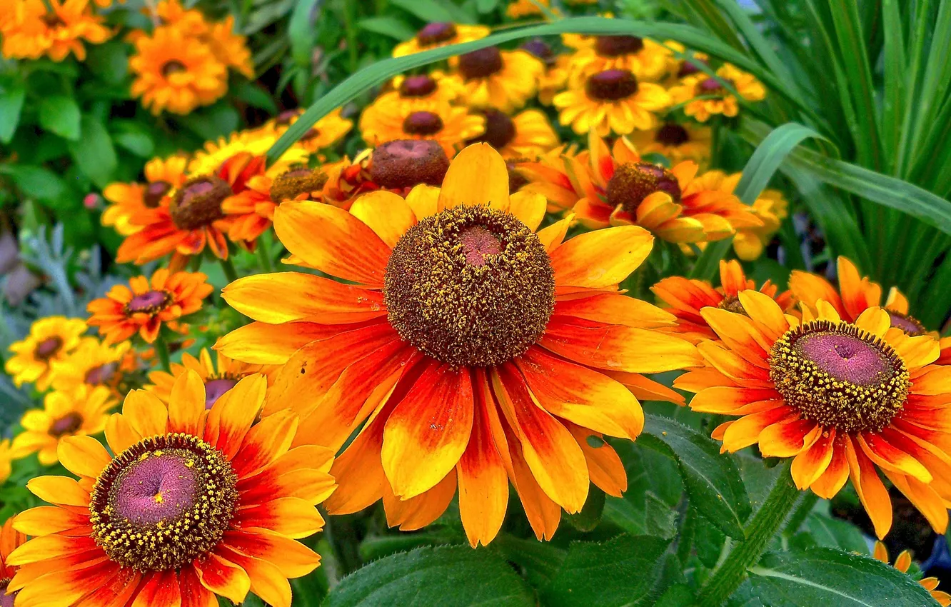 Photo wallpaper leaves, petals, garden, Gaylardiya