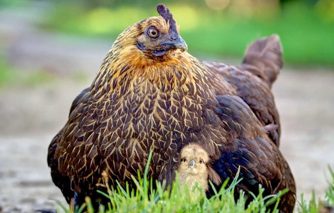 Photo wallpaper nature, chicken, chicken