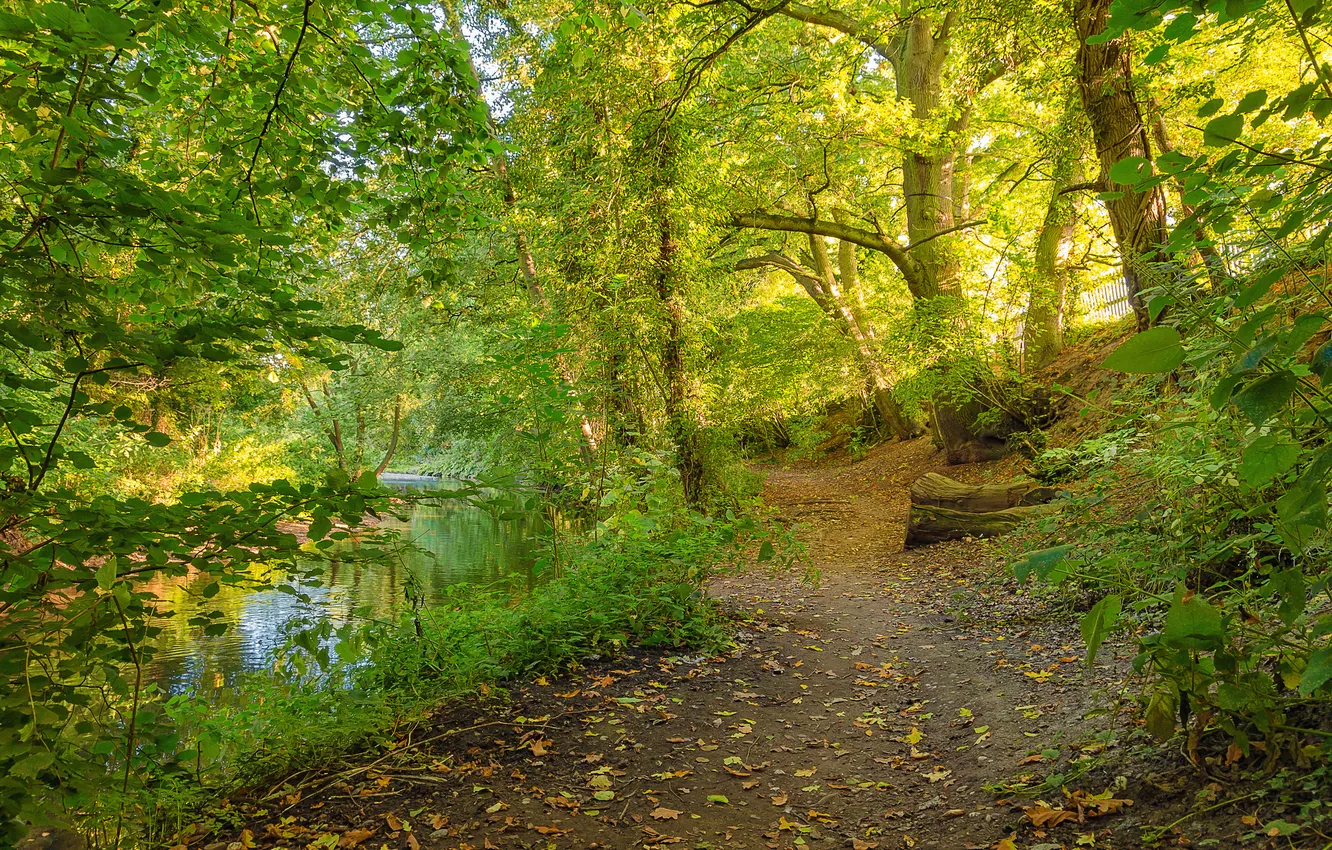 Photo wallpaper road, forest, trees, river