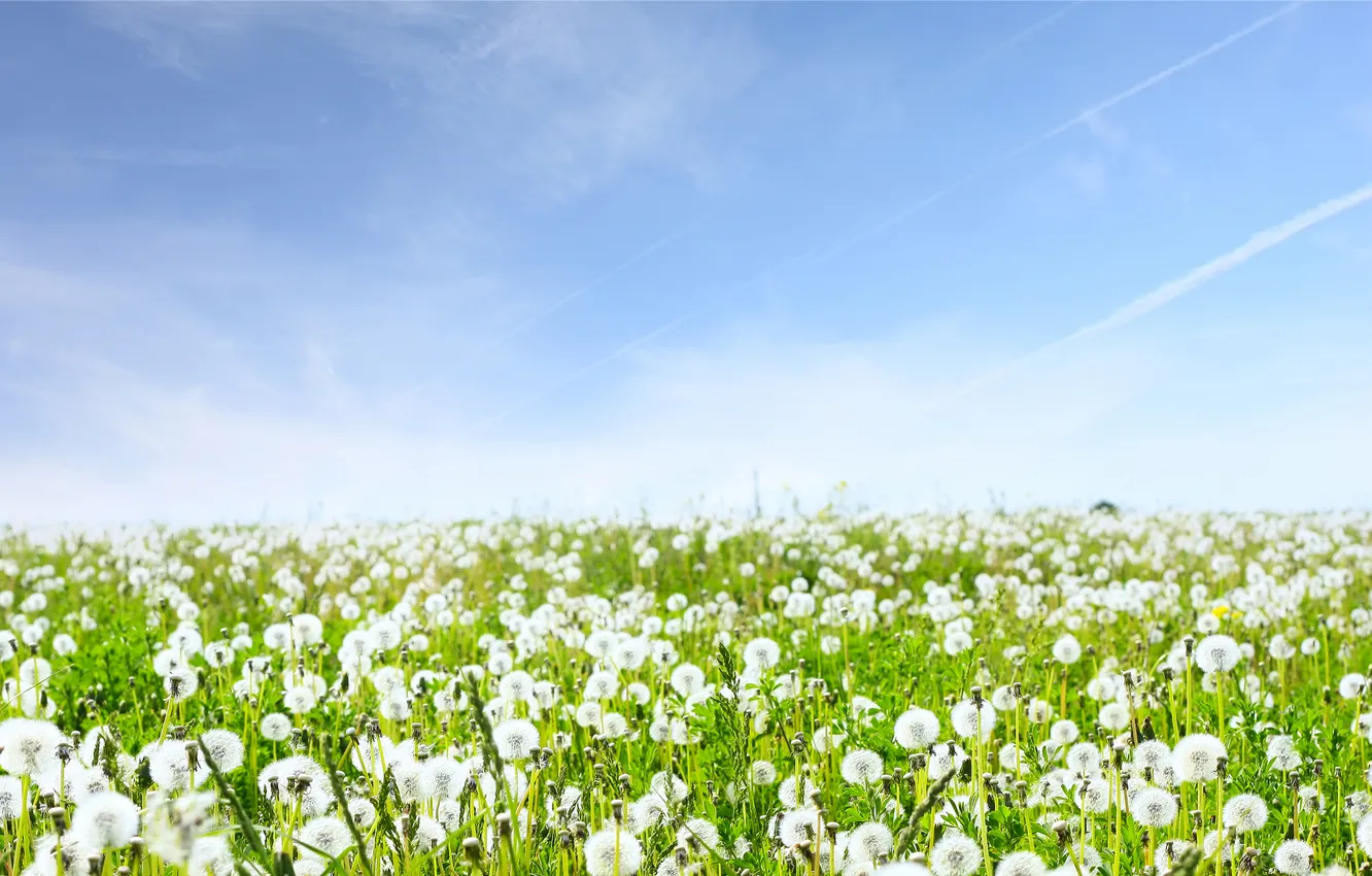 Photo wallpaper field, the sky, grass, landscape, flowers, nature