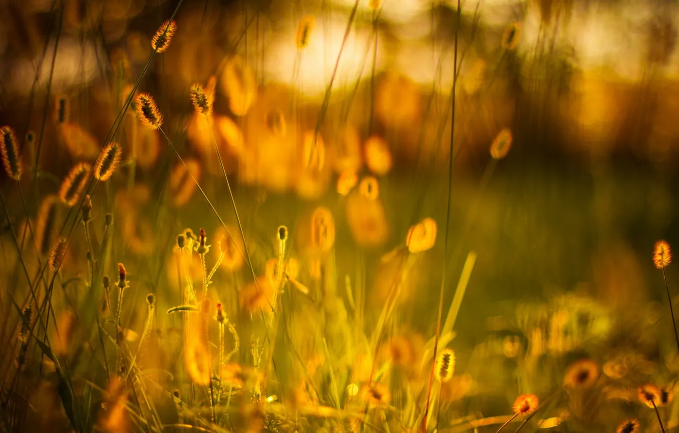 Photo wallpaper grass, light, nature