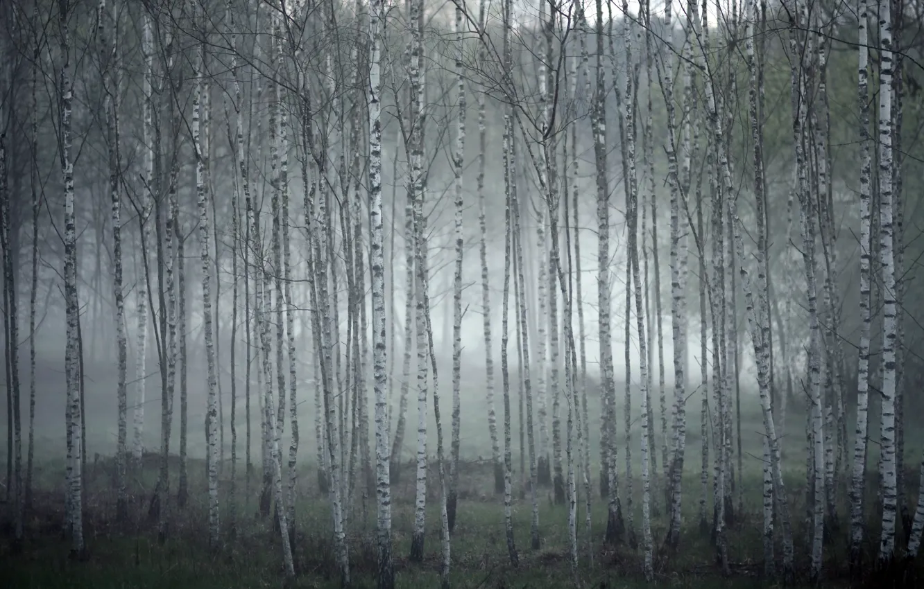 Photo wallpaper fog, birch, grove