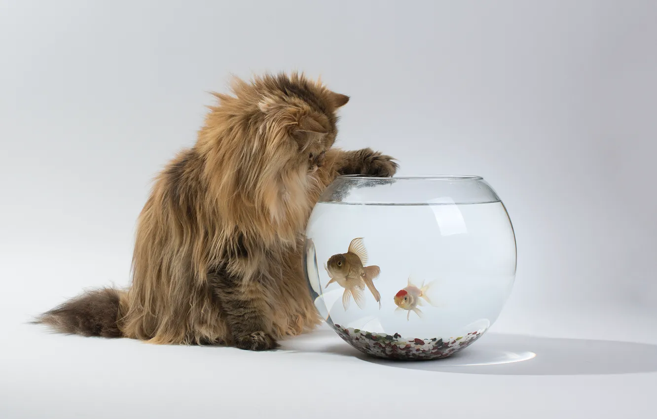 Photo wallpaper cat, fish, interest, aquarium, Daisy, Ben Torode, Benjamin Torode