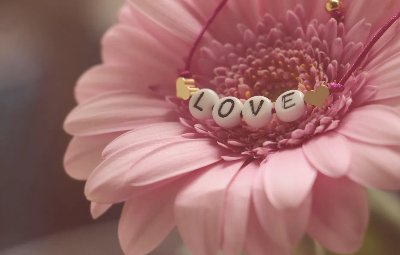 Photo wallpaper flower, beads, love, Gerbera