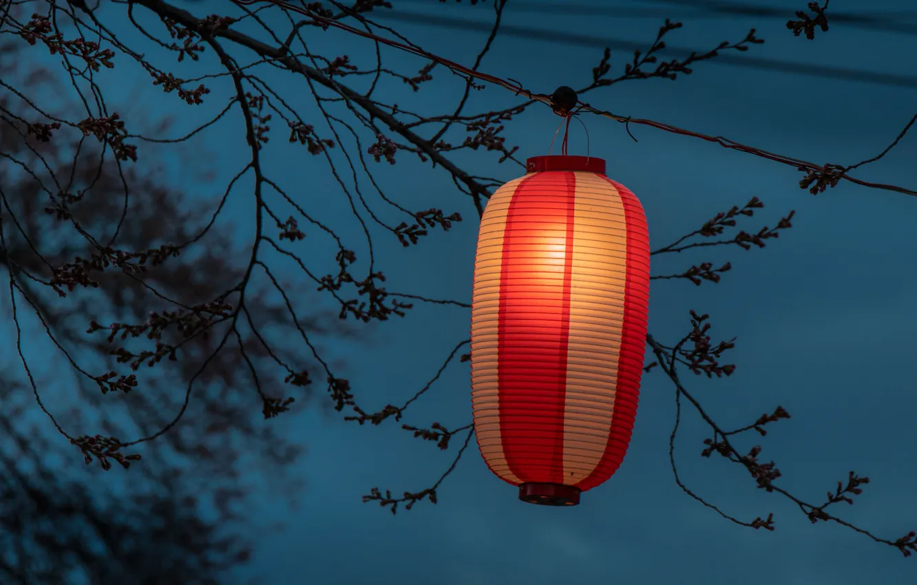 Photo wallpaper branches, lantern, tetin, Japanese lantern