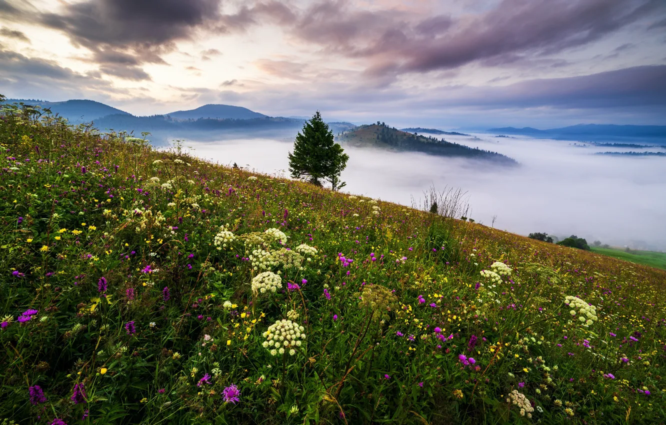 Photo wallpaper clouds, landscape, flowers, mountains, nature, fog, tree, morning