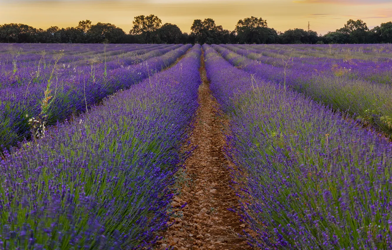Photo wallpaper summer, flowers, lavender, lavender field