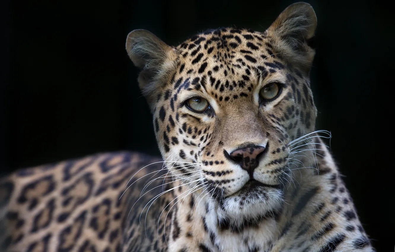 Photo wallpaper look, face, portrait, leopard, wild cat, black background