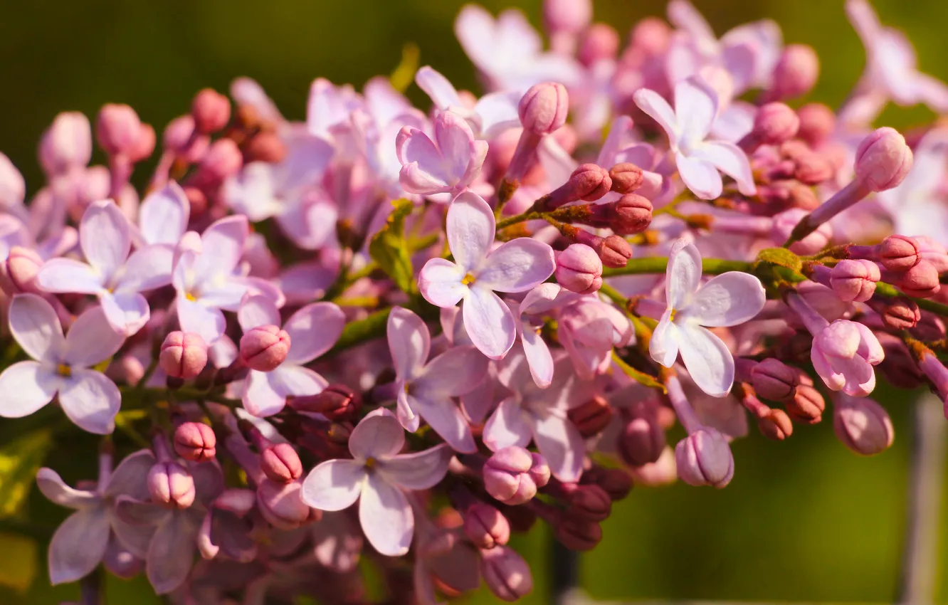 Photo wallpaper flower, spring, lilac, blooming