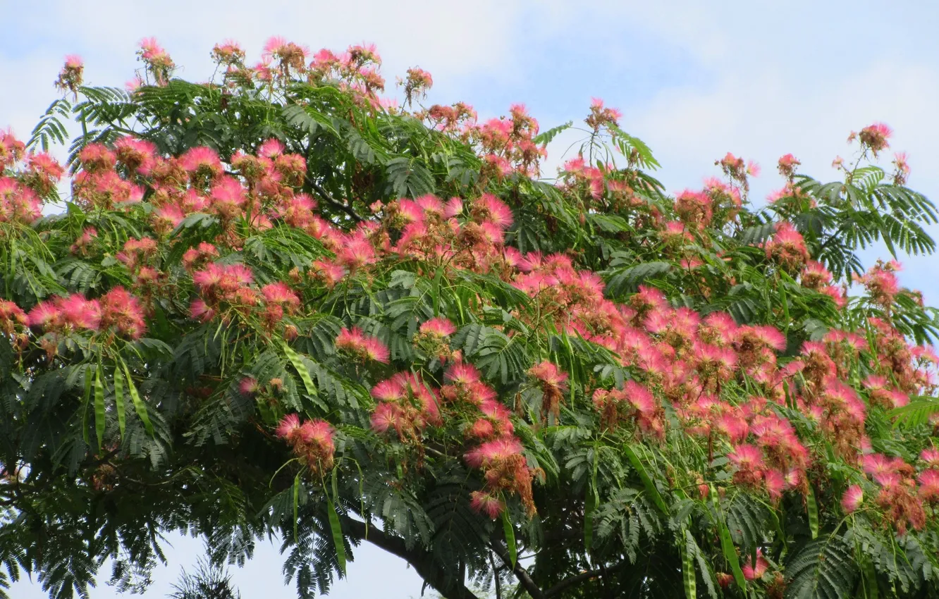 Photo wallpaper acacia, Meduzanol ©, Summer 2018