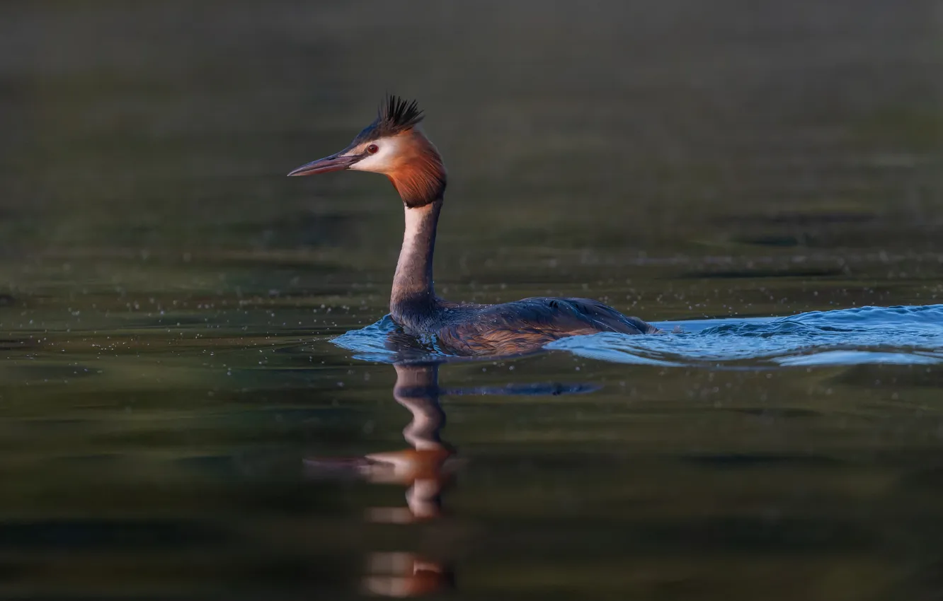 Photo wallpaper lake, the evening, Great crested grebe, Svetlana Kholodnyak