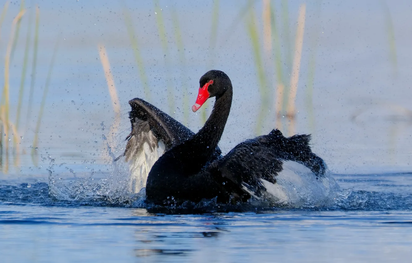 Photo wallpaper bird, black, swans, pond
