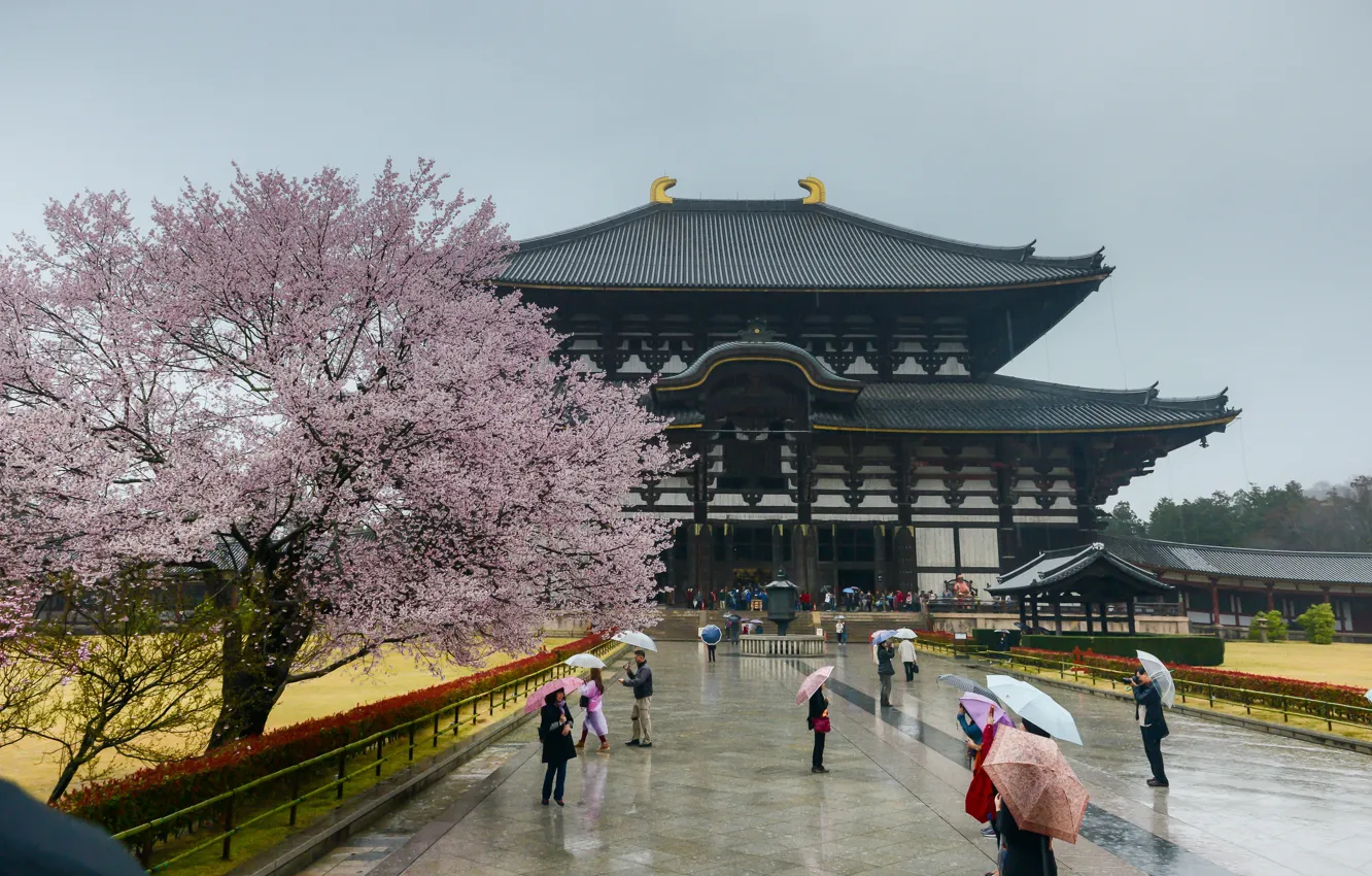 Photo wallpaper Sakura, Japan, Japan, Architecture, Sakura, Nara, Nara, Architecture
