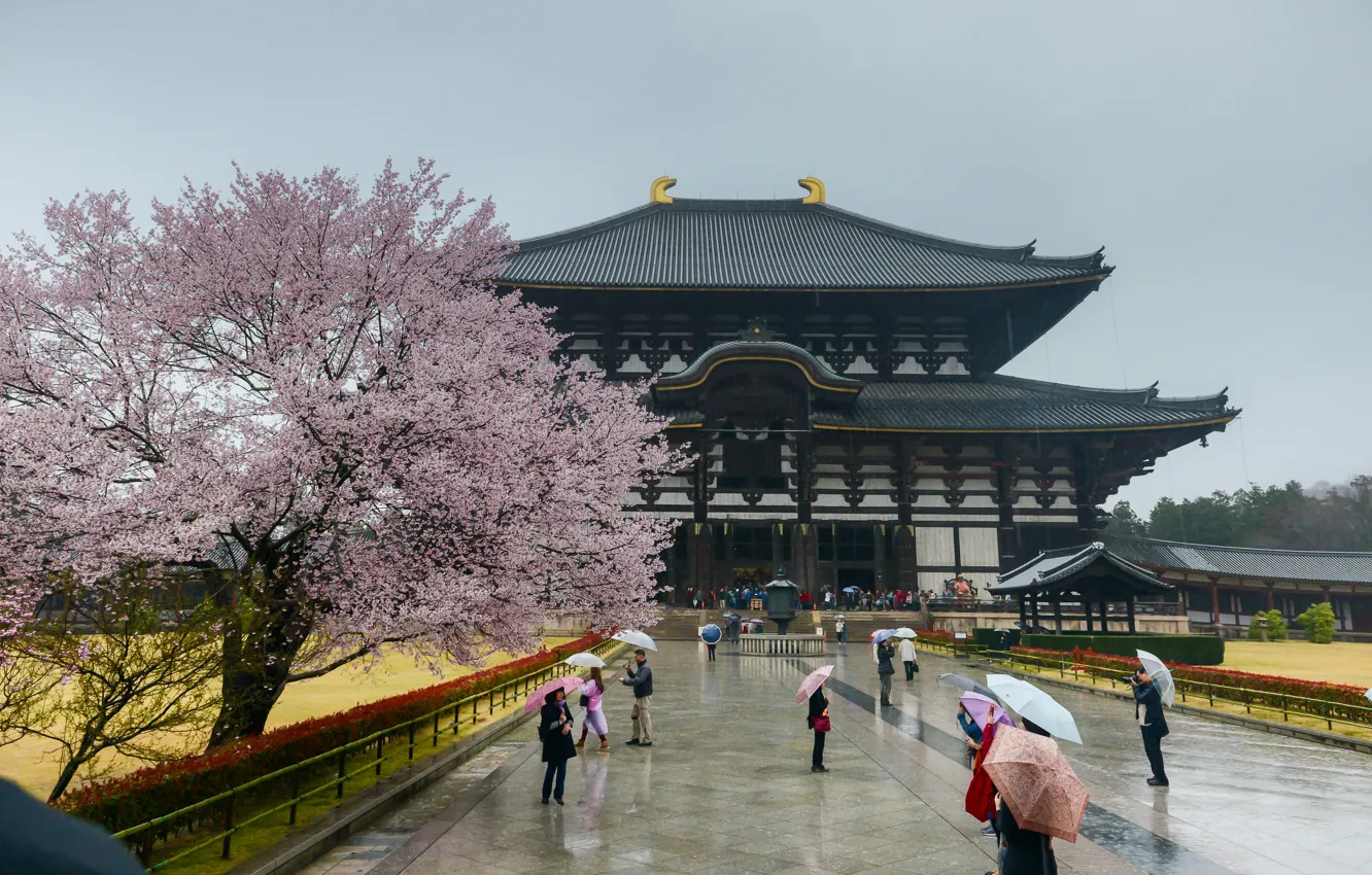 Photo wallpaper Japan, Sakura, Japan, architecture, sakura, architecture, Nara, Nara