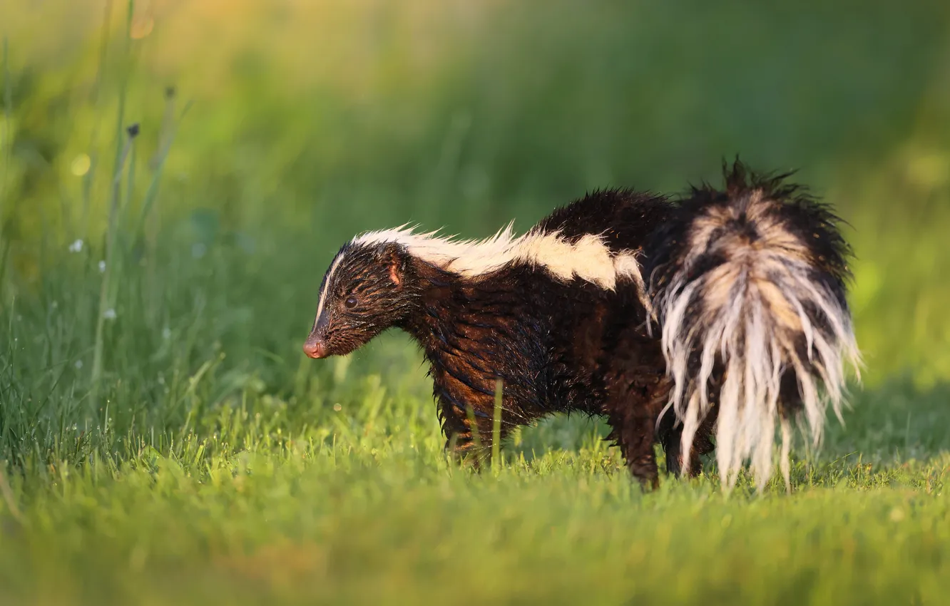 Photo wallpaper greens, grass, light, glade, skunk