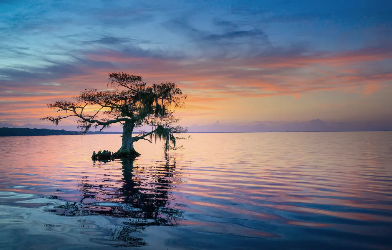 Photo wallpaper trees, morning, FL, USA, state, blue cypress lake