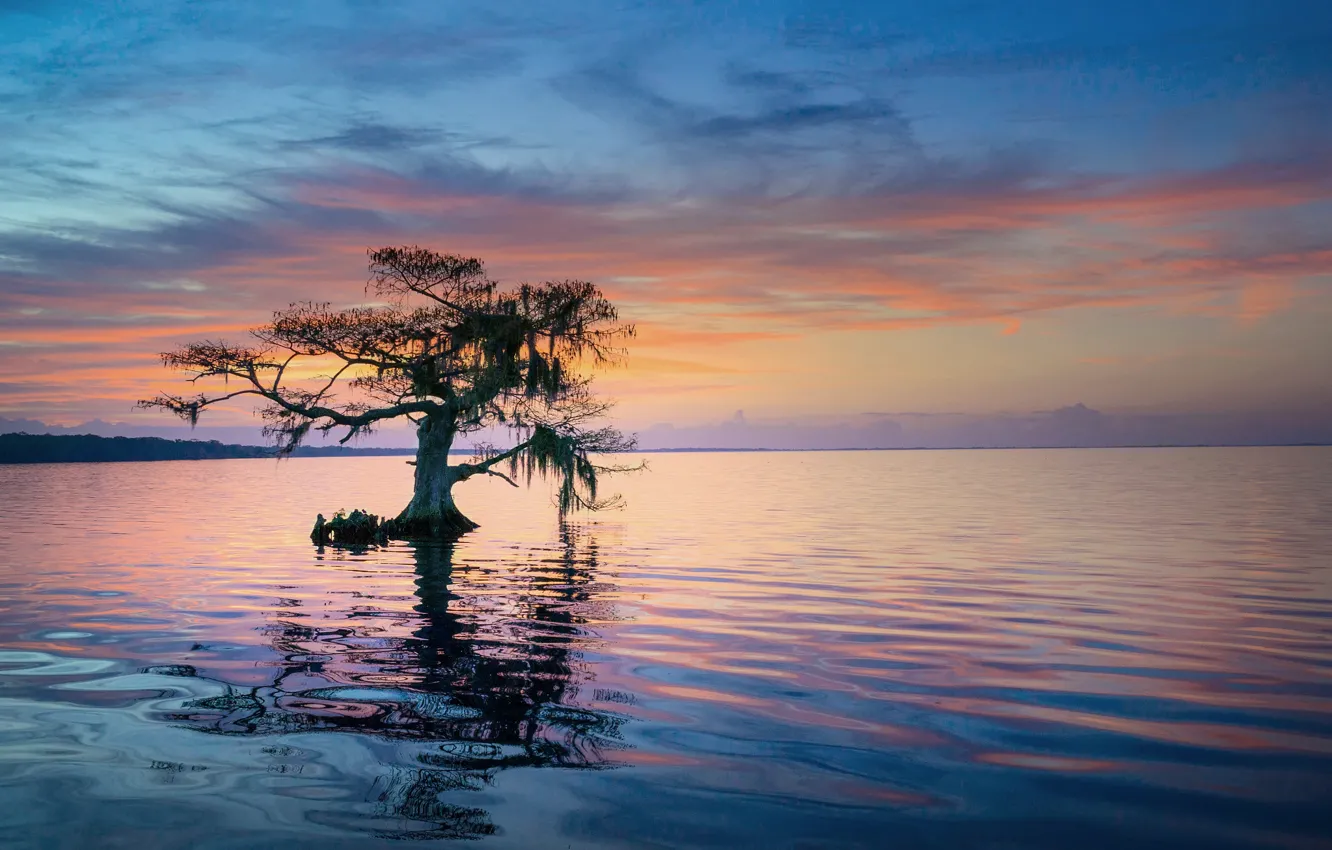 Photo wallpaper tree, morning, FL, USA, state, blue cypress lake