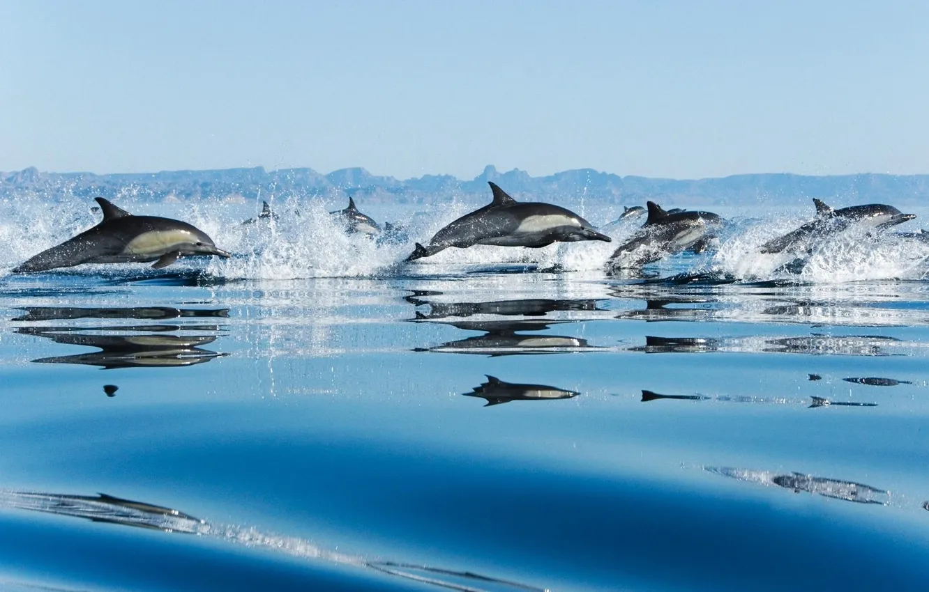 Photo wallpaper sea, drops, squirt, speed, pack, dolphins, jumping