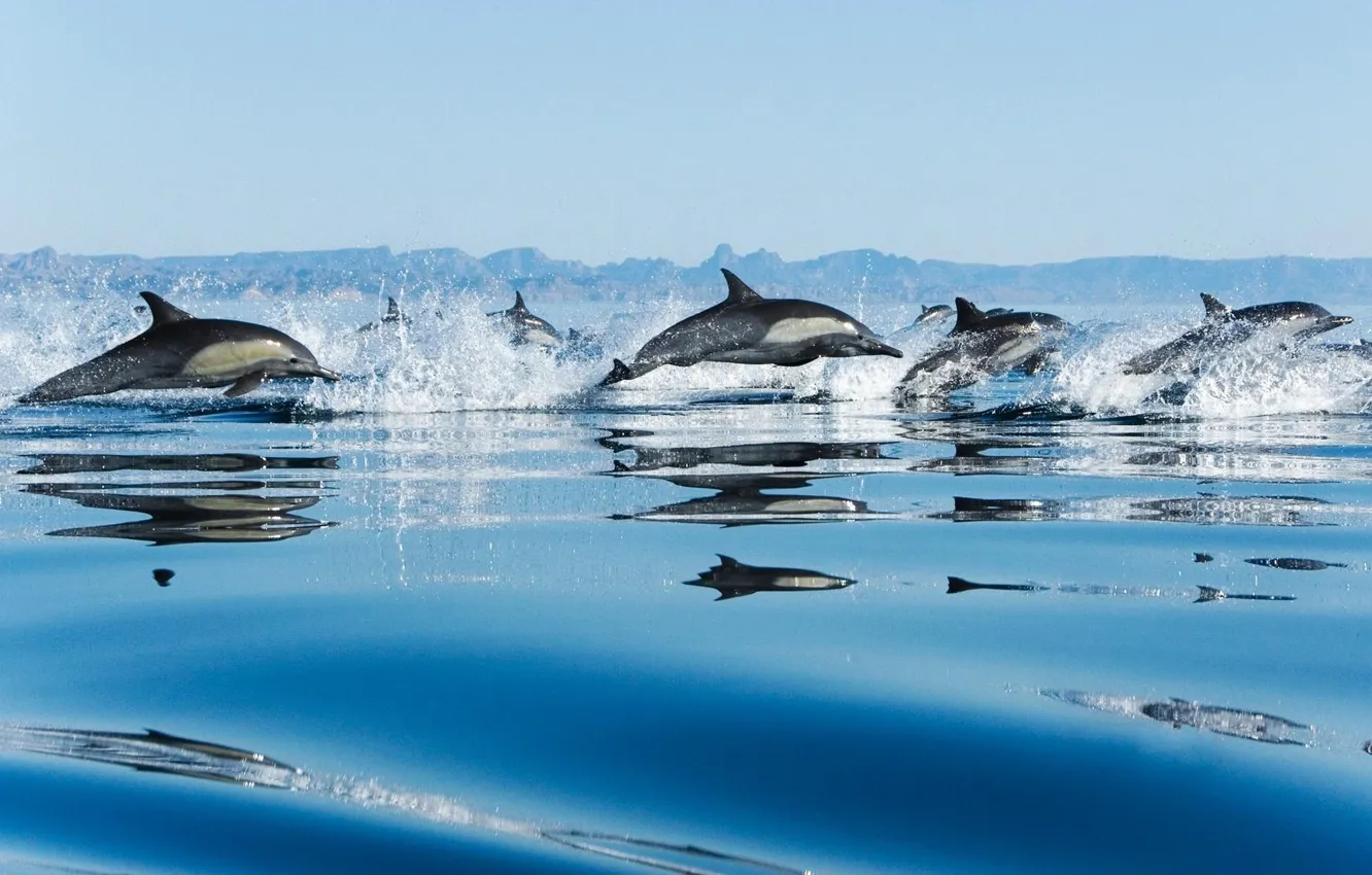 Photo wallpaper sea, drops, squirt, jump, speed, pack, dolphins
