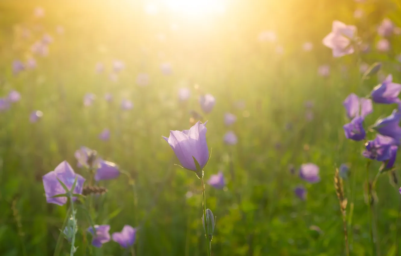 Photo wallpaper summer, the sun, sunset, flowers, heat