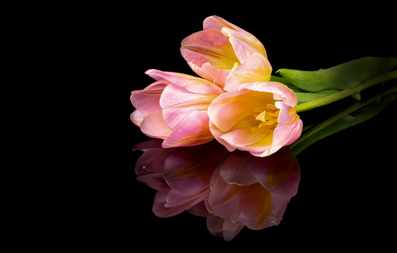 Photo wallpaper flowers, reflection, bouquet, tulips, pink, black background, trio