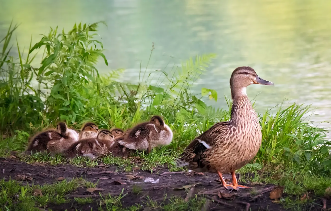 Photo wallpaper grass, shore, duck, duck, mom, Chicks, pond, brood