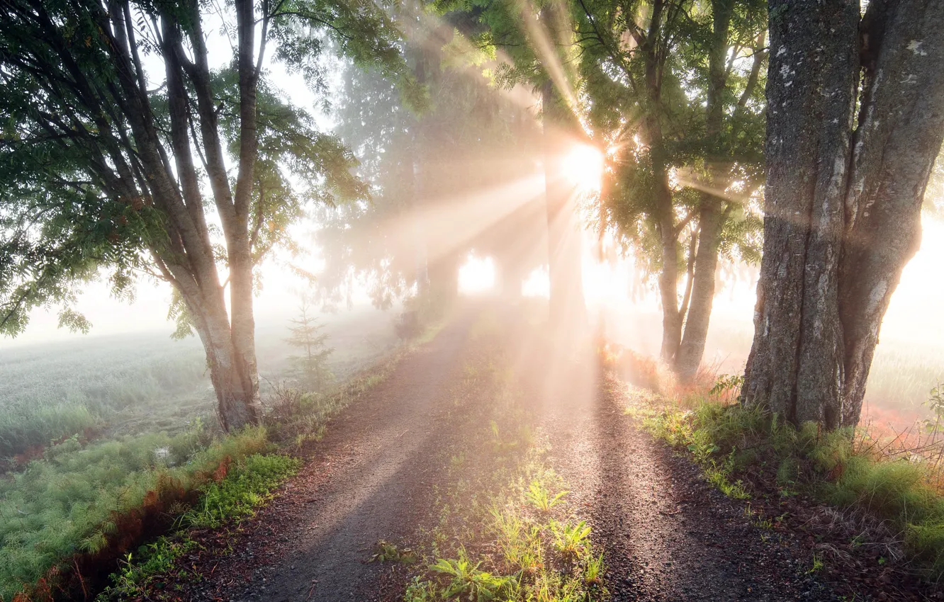 Photo wallpaper summer, road, light, morning, fog