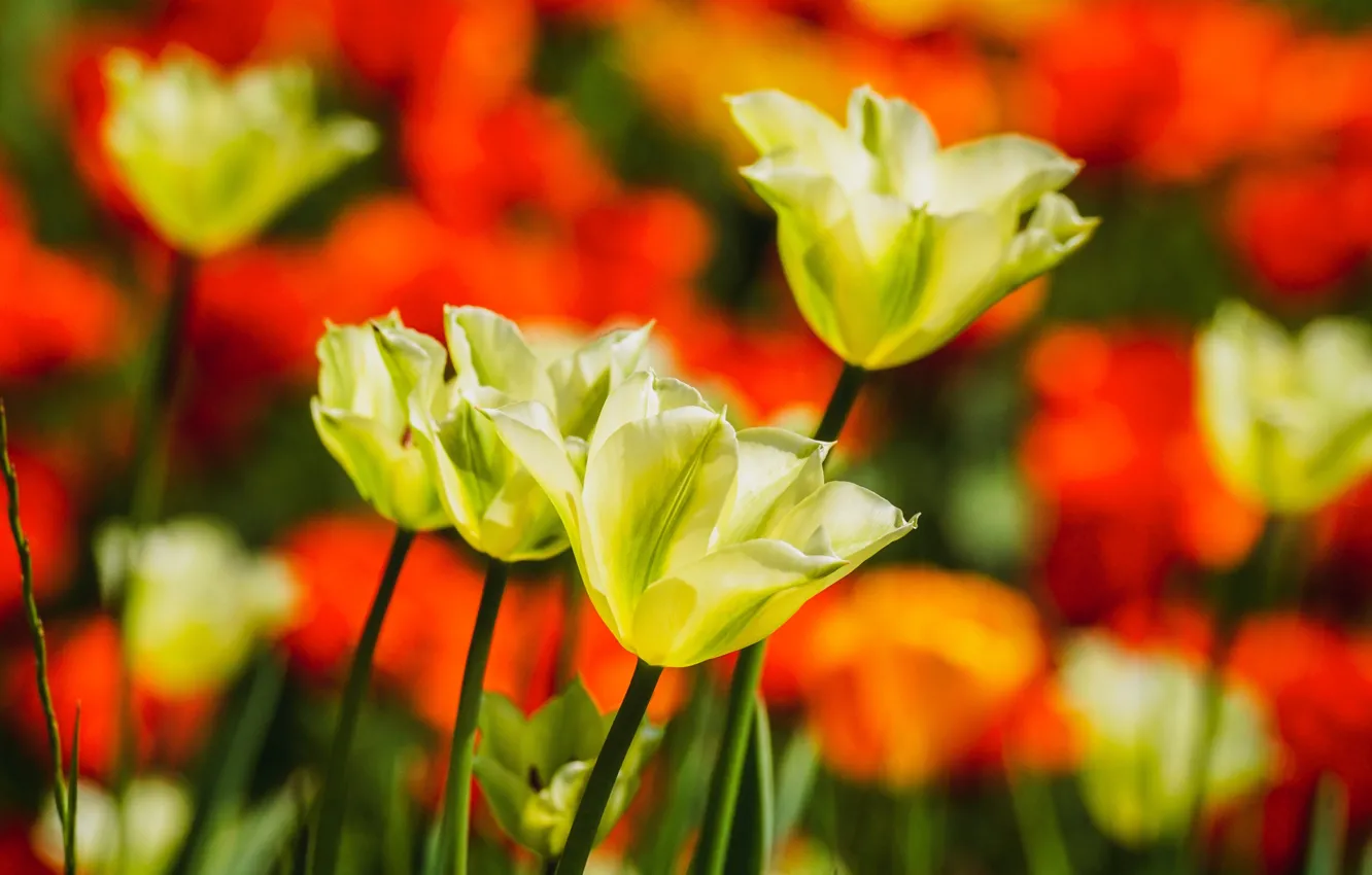 Photo wallpaper light, flowers, spring, yellow, tulips, red, buds