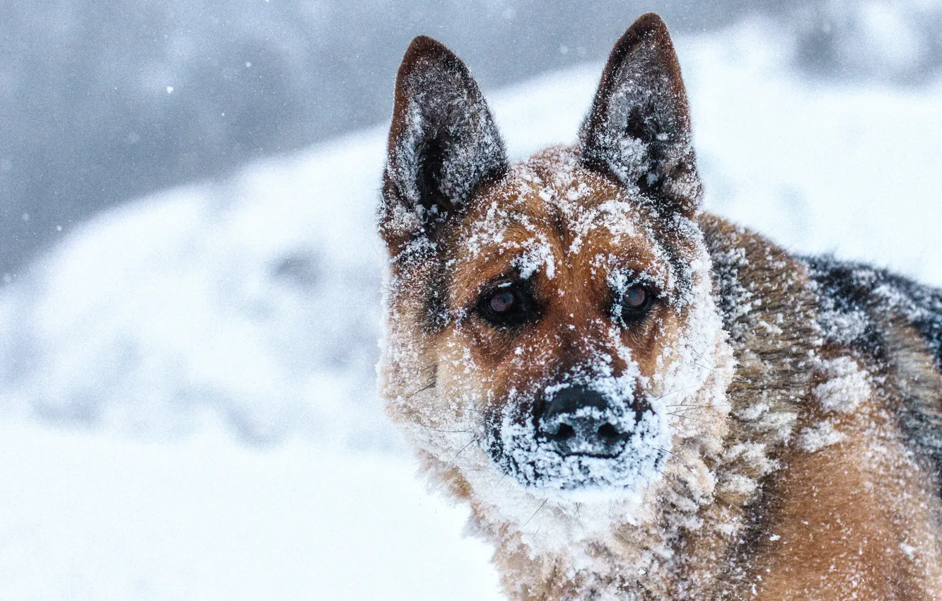 Photo wallpaper winter, snow, landscape, nature, dog, Russia, Blizzard, Russia