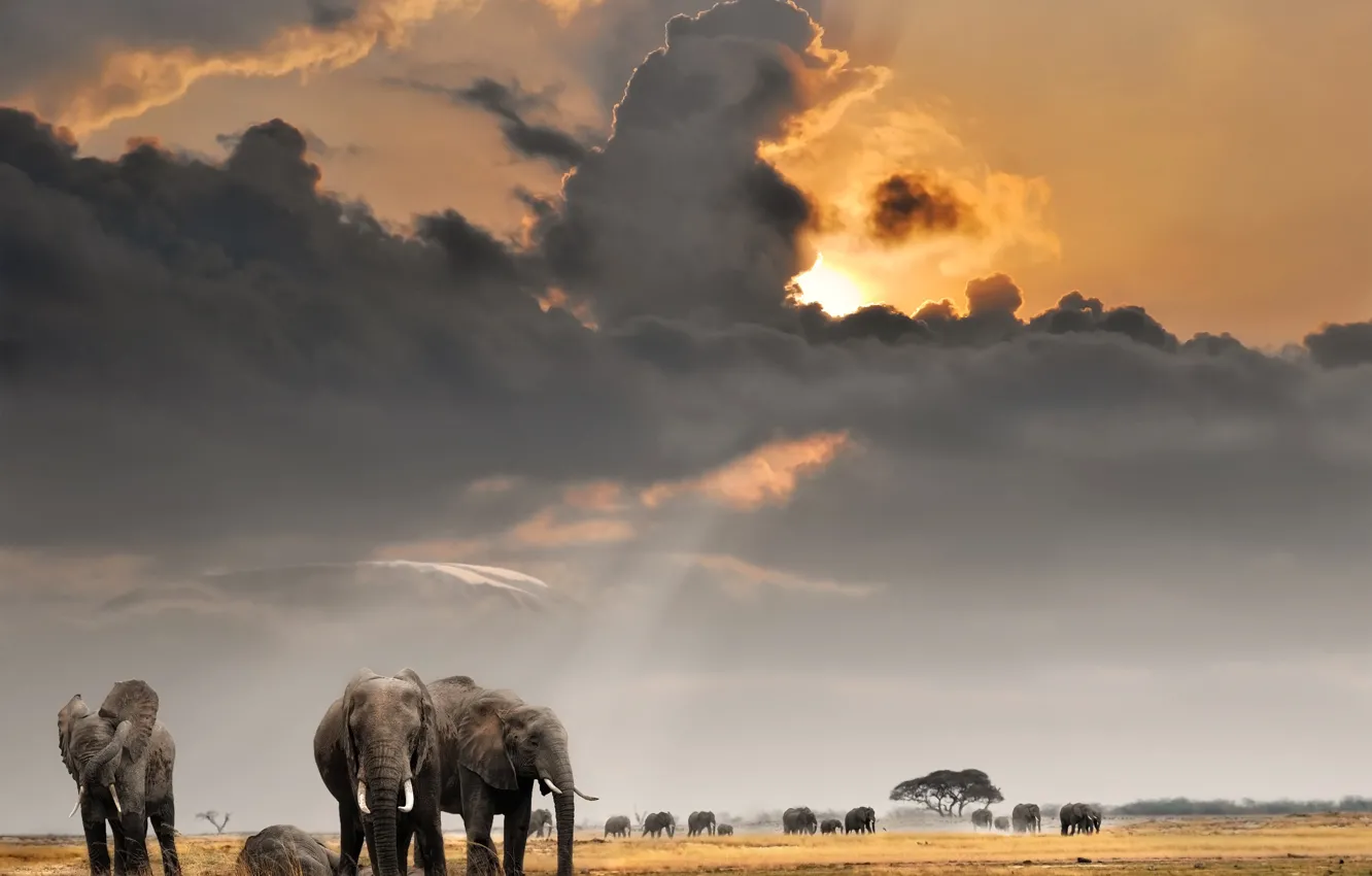 Photo wallpaper field, the sky, the sun, clouds, Savannah, Africa, elephants, the herd