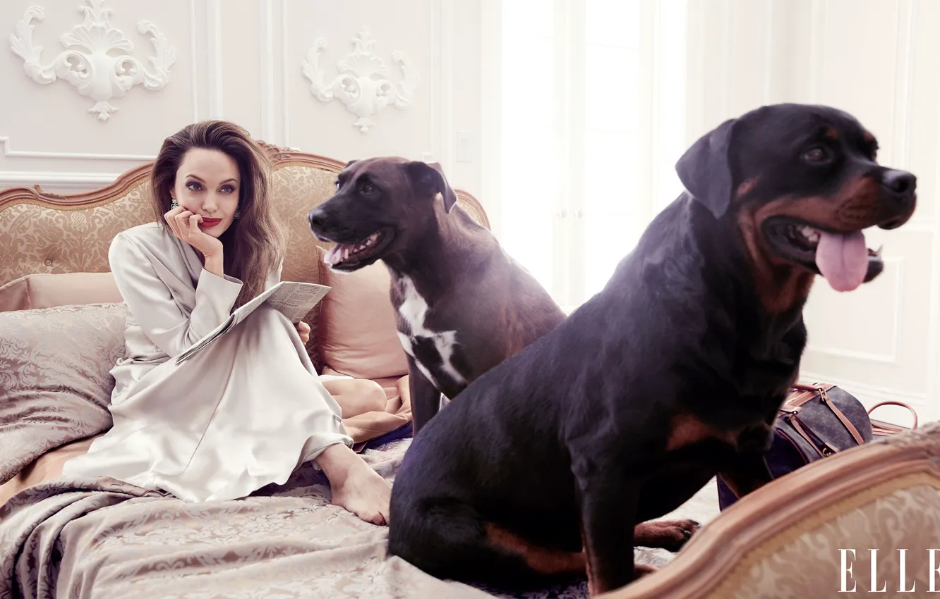 Photo wallpaper dogs, look, woman, bed, Angelina Jolie, It