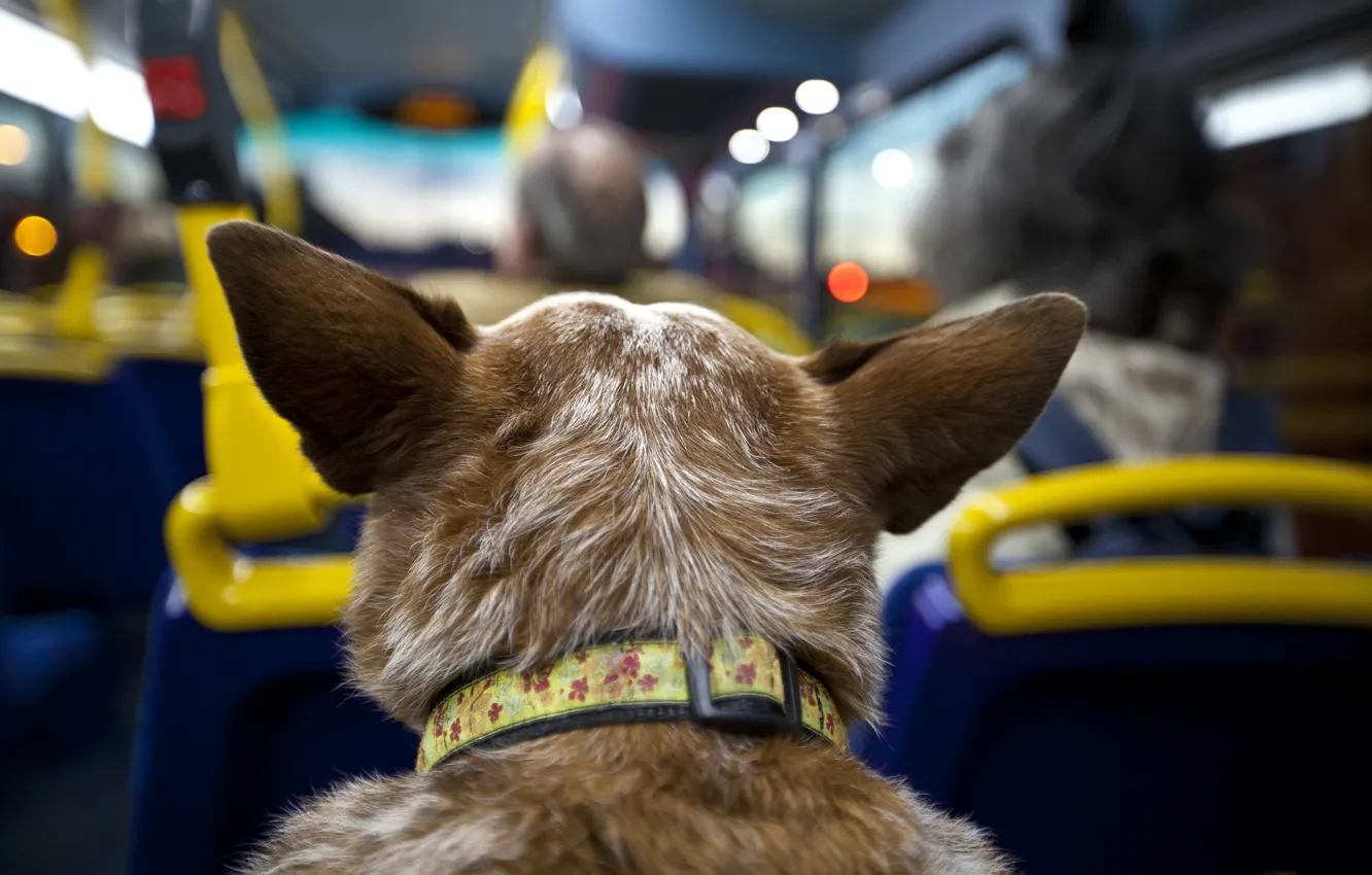 Photo wallpaper dog, Passengers, bus, salon, trip