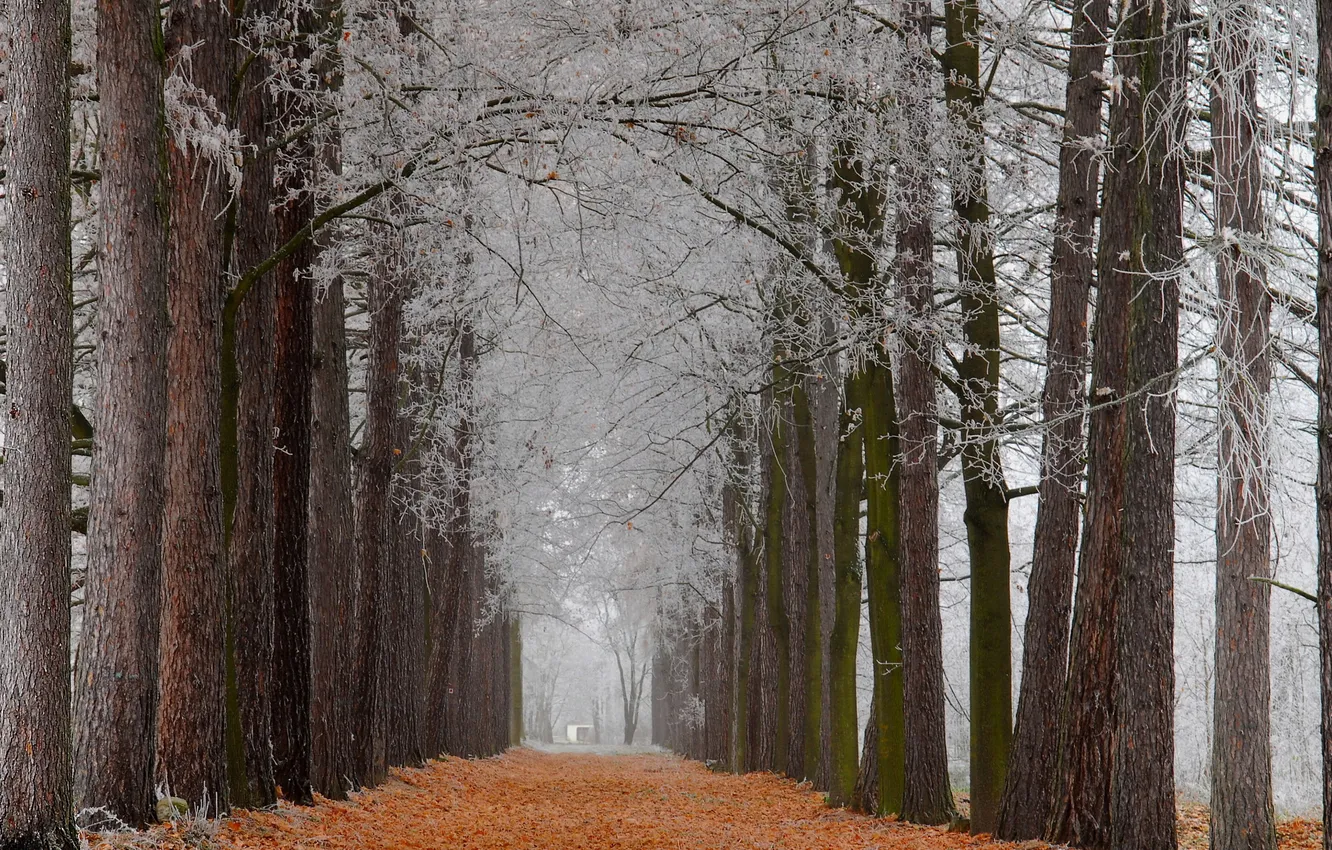 Photo wallpaper frost, autumn, leaves, trees, Park, alley