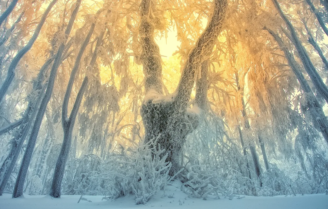 Photo wallpaper winter, frost, forest, snow, trees