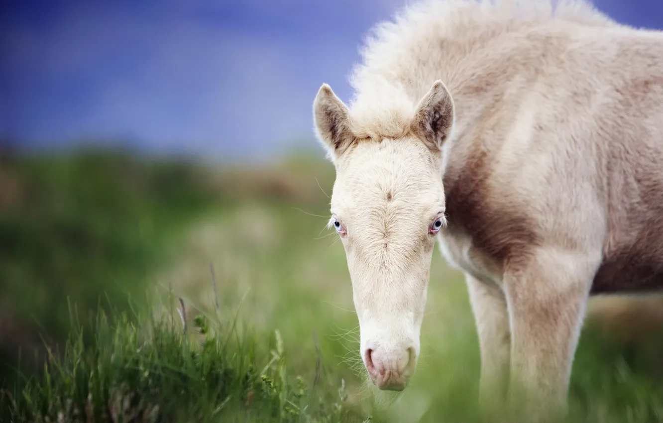 Photo wallpaper field, nature, horse