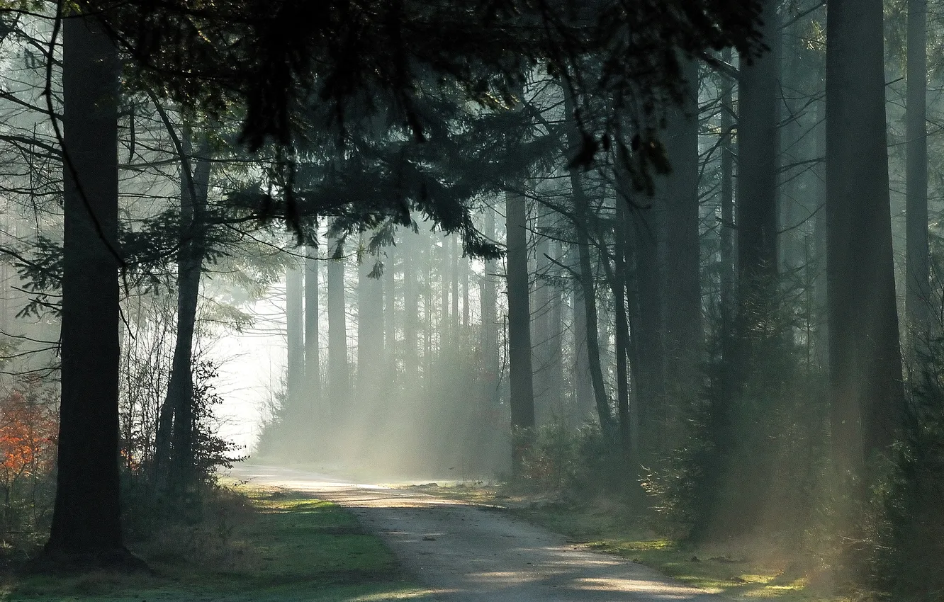 Photo wallpaper forest, rays, trees, track