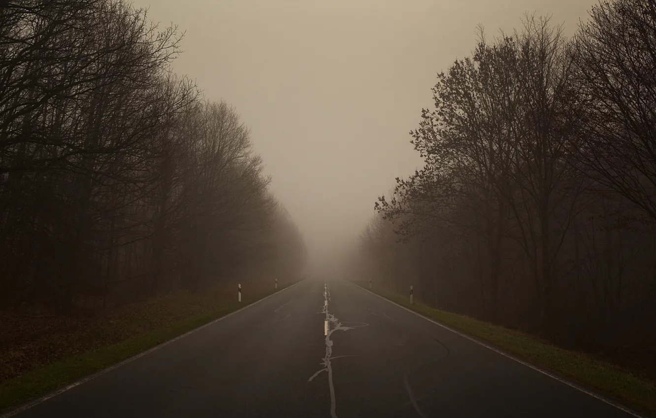 Photo wallpaper road, forest, trees, landscape, fog, photo