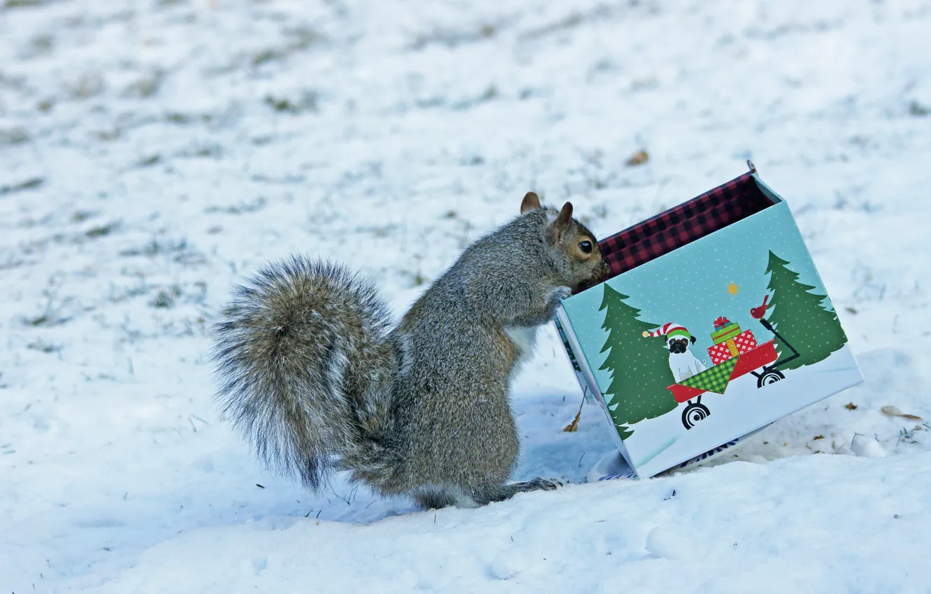 Photo wallpaper winter, snow, grey, box, figure, protein, curiosity