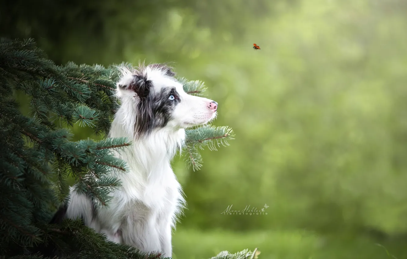 Photo wallpaper branches, ladybug, spruce, beetle, dog, bokeh, The border collie