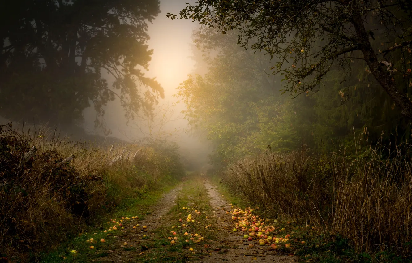Photo wallpaper road, autumn, grass, trees, branches, fog, foliage, apples