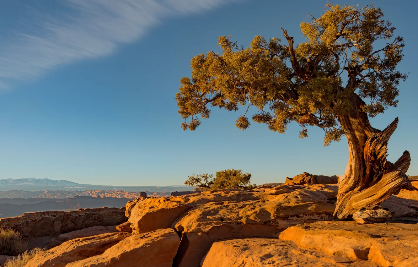 Photo wallpaper the sky, trees, mountains, stones, rocks, branch, desert, view