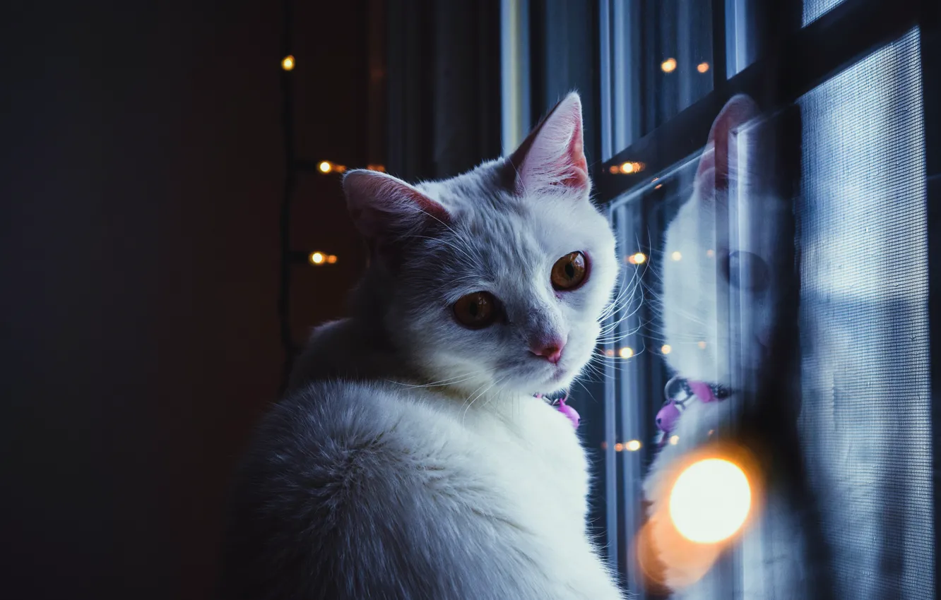 Photo wallpaper cat, cat, look, face, light, glare, reflection, the dark background
