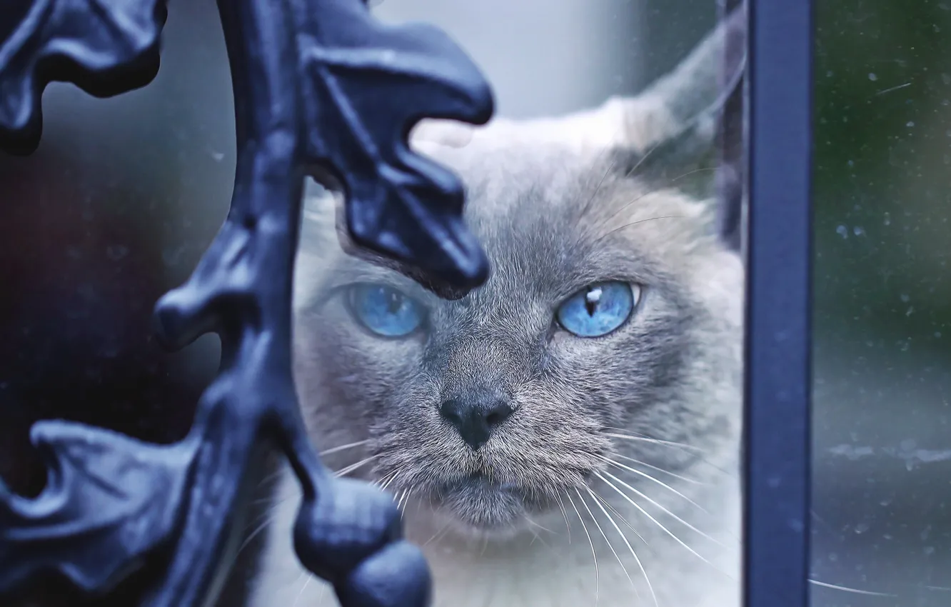 Photo wallpaper cat, cat, look, glass, face, metal, curls, portrait