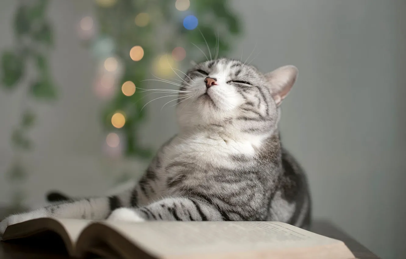 Photo wallpaper cat, cat, face, pose, book, bokeh, closed eyes, Scottish