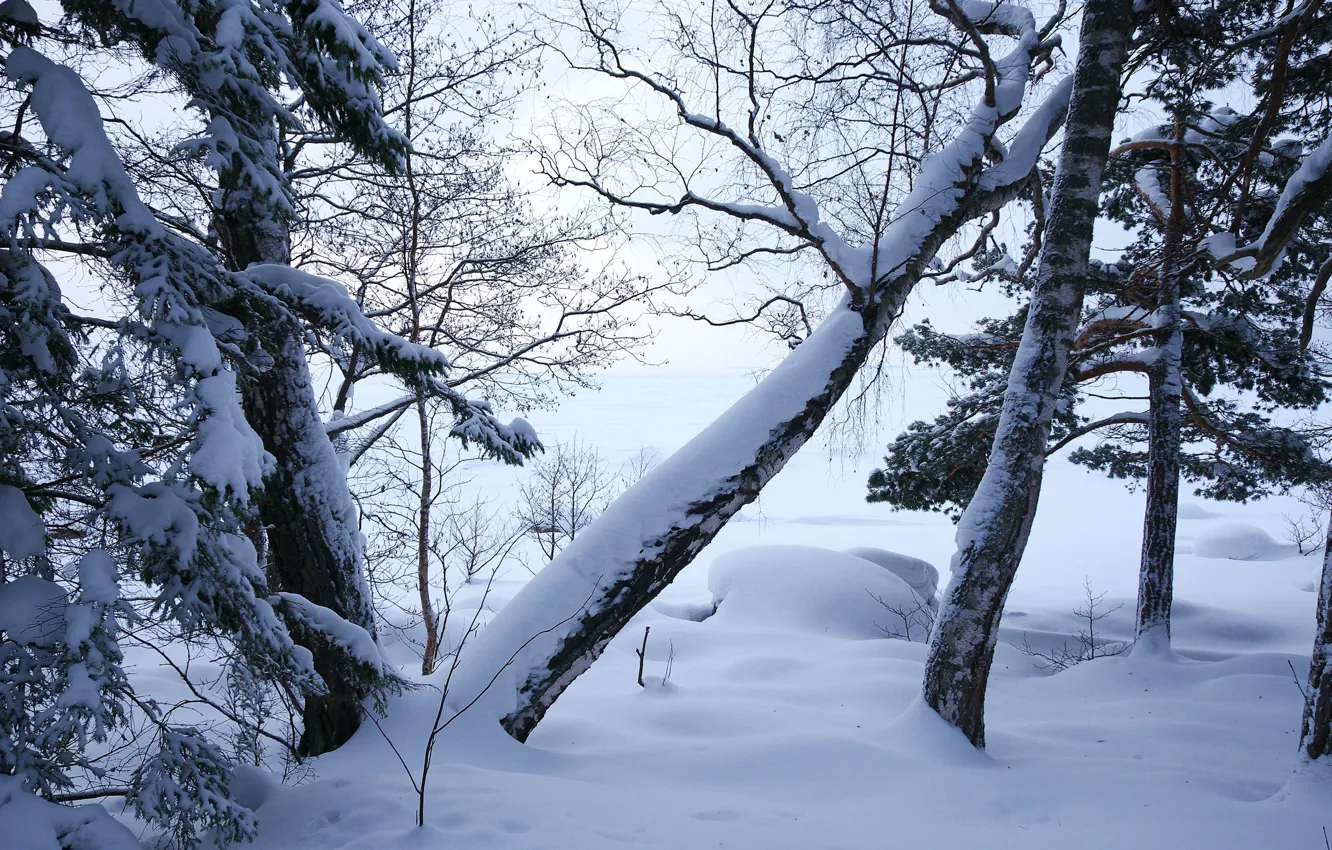 Photo wallpaper winter, forest, snow, trees
